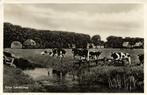 Fries Landschap - koeien - gezicht op dorp - 1948 gelopen, Verzamelen, Ophalen of Verzenden, 1940 tot 1960, Gelopen, Utrecht