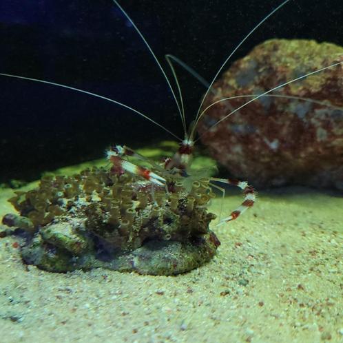 Kappersgarnaal - Stenopus hispidus, Dieren en Toebehoren, Vissen | Aquariumvissen, Zoutwatervis, Kreeft, Krab of Garnaal