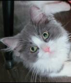 MAG VERHUIZEN Lief ❤️ RagdollxRagdoll/Bkh katertje, Dieren en Toebehoren, Katten en Kittens | Raskatten | Langhaar, Kater, Ontwormd