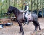 Lief Fries paard (merrie), Dieren en Toebehoren, Paarden, Merrie, Recreatiepaard, 0 tot 2 jaar