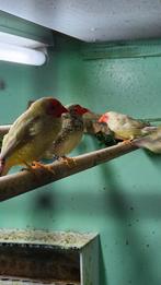 Tropische vogels, Meerdere dieren