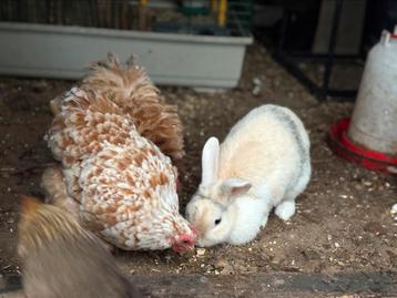 Twee zusjes/hennen te koop beschikbaar voor biedingen