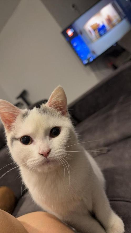 Kitten, Dieren en Toebehoren, Katten en Kittens | Overige Katten, Poes