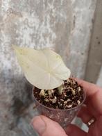 Alocasia odora batik, Overige soorten, Vaste plant, Ophalen of Verzenden, Bloeit niet