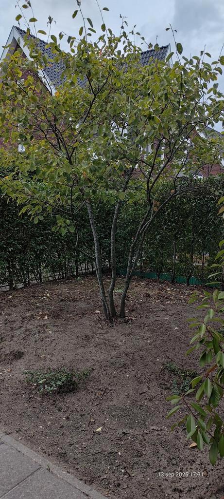 Meerstammige Krentenboom (Amerikaanse), Tuin en Terras, Planten | Bomen, Overige soorten, 250 tot 400 cm, Halfschaduw, Lente, Ophalen