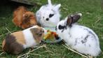 Dieren oppas aangeboden, Dieren en Toebehoren, November, Meerdere dieren, Overige typen
