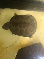 Nakweek pelusios castaneus, Dieren en Toebehoren, Reptielen en Amfibieën, Schildpad, 0 tot 2 jaar