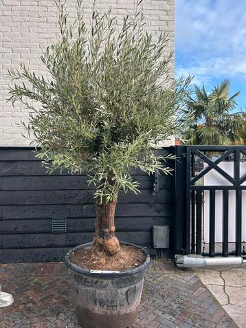 Olea europaea olijfboom ruwe stam beschikbaar voor biedingen