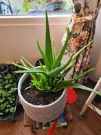 Aloë Vera in Sierpot - Mooie kamerplant!, Tuin en Terras, Overige soorten, Vaste plant, Ophalen of Verzenden, Bloeit niet