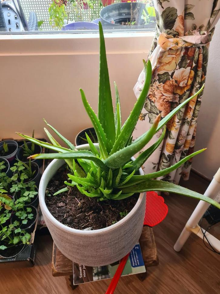 Aloë Vera in Sierpot - Mooie kamerplant!, Tuin en Terras, Planten | Tuinplanten, Vaste plant, Overige soorten, Halfschaduw, Bloeit niet