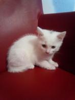 3 X Mooi Kruising Maincoon kitten, Meerdere dieren, Ontwormd, 0 tot 2 jaar