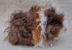 Te koop Lunkarya beertjes, Cavia, Juli, Meerdere dieren, Tam