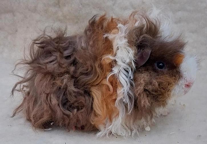 Te koop Lunkarya beertjes, Dieren en Toebehoren, Knaagdieren, Meerdere dieren, Cavia, Juli, Tam