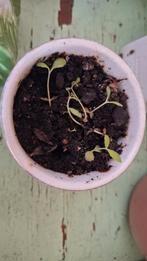 Gratis stekjes Kalanchoë Daigremontiana, Mother of Th, Huis en Inrichting, Ophalen, Overige soorten, Minder dan 100 cm