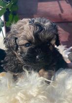 Pekapoo pups mini kruising Pekinees x Toypoedel, CDV (hondenziekte), Meerdere, 8 tot 15 weken, Reu