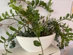 Grote plant met pot!, Ophalen, Bloeit niet, Overige soorten, Volle zon