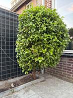 Bolboom 100-250cm, Bloeit niet, Halfschaduw, 100 tot 250 cm, Ophalen