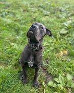 Cane corso zoekt een goed huisje, Particulier, Teef, 1 tot 2 jaar, Nederland