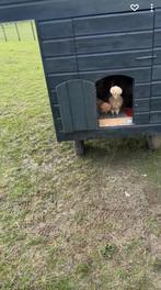Baardkuifhoenders, Meerdere dieren, Kip