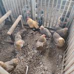 Wyandotte kriel, Dieren en Toebehoren, Pluimvee, Meerdere dieren, Kip