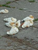 Makke  jonge  eendjes, Dieren en Toebehoren, Kip