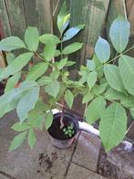 Walnoten plant, Ophalen, Minder dan 100 cm, Zomer