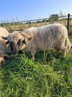 Walliser schwarnase, ooi nog 1 te koop, Dieren en Toebehoren, Vrouwelijk, Schaap