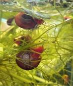 Roze Ramshoornslakjes, Dieren en Toebehoren, Vis