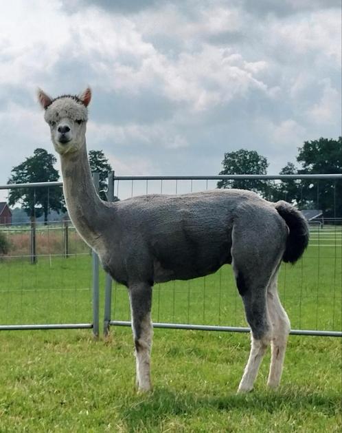 Grijze alpaca hengst ter dekking, Dieren en Toebehoren, Overige Dieren, Mannelijk, Voor 1 juli 2024