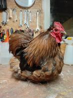Orpington Kriel Choco haan, Dieren en Toebehoren, Pluimvee, Mannelijk, Kip