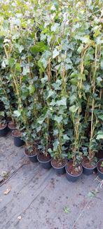 Hedera klimop diverse maten, Ophalen of Verzenden, Overige soorten, 100 tot 250 cm