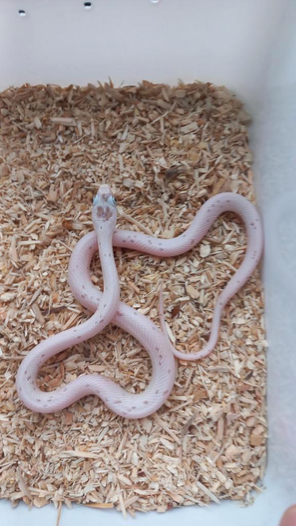 Rattenslang caramel palmetto