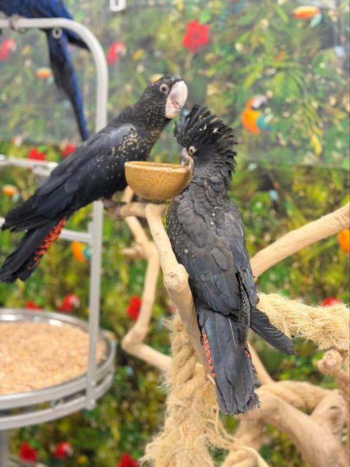 Jonge pop zwartroodstaart kaketoe, Dieren en Toebehoren, Vogels | Parkieten en Papegaaien, Papegaai, Meerdere dieren