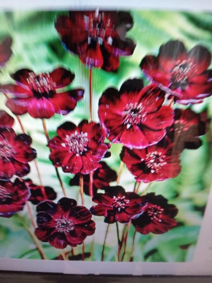 Cosmos chocolade plant, Tuin en Terras, Bloembollen en Zaden, Volle zon, Ophalen