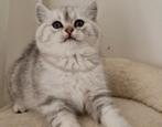 Raszuivere Britse korthaar kittens golden en silver shaded, Dieren en Toebehoren, Katten en Kittens | Raskatten | Korthaar, Meerdere dieren
