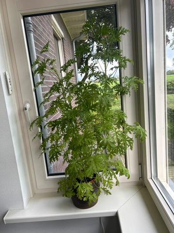 Citroenplant Pelargonium graveolens beschikbaar voor biedingen