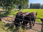 Black Angus, Dieren en Toebehoren, Runderen, Vrouwelijk, 0 tot 2 jaar