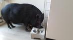Strakke dubbele drinkbak, voerbak hond, kat of mini varken., Dieren en Toebehoren, Ophalen of Verzenden, Nieuw