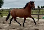 PRE grote hengst vol papier, Hengst, Dressuurpaard, Gechipt, 3 tot 6 jaar
