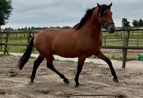 PRE grote hengst vol papier, Dieren en Toebehoren, Paarden, Hengst, 3 tot 6 jaar, Dressuurpaard, Met stamboom, Gechipt, Ontwormd