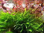 Aquariumplanten - Javavaren Trident, Ophalen of Verzenden, Zo goed als nieuw, Plant(en), Steen of Hout