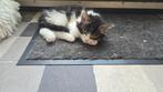 4 katertjes kruising  ragdoll/ maincoon Siberische kat, Dieren en Toebehoren, Kater
