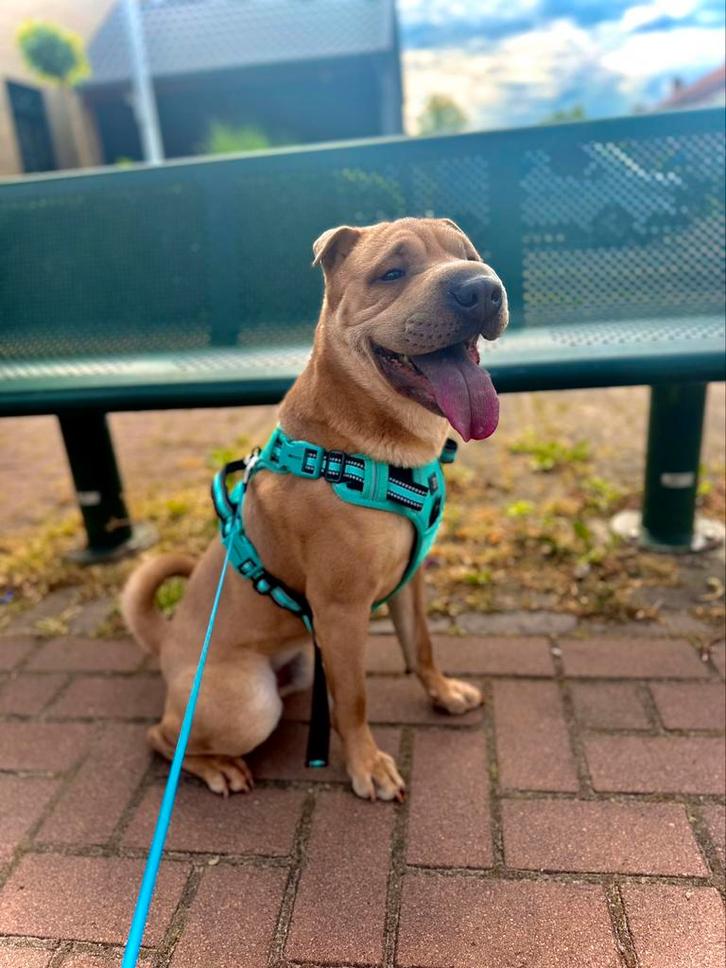 Sharpei reu ter dekking - OP AANVRAAG, Dieren en Toebehoren, Honden | Dekreuen, Reu, Fokker | Hobbymatig, Eén hond, Nederland