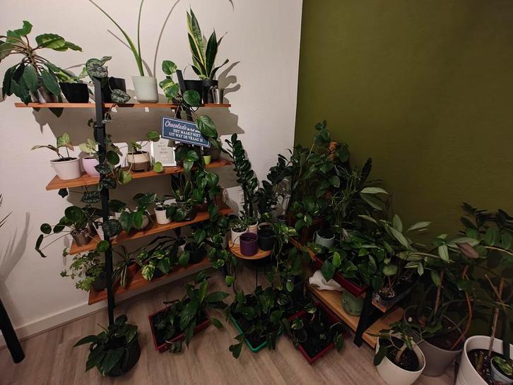 Verschillende kamerplanten te koop, Huis en Inrichting, Kamerplanten, Ophalen of Verzenden