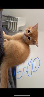 Four british shorthair Kittens, Dieren en Toebehoren, Katten en Kittens | Raskatten | Korthaar, Meerdere dieren, 0 tot 2 jaar