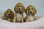 Prachtige Raszuivere Engelse Cocker Spaniel pups, Nederland, CDV (hondenziekte), 8 tot 15 weken, Meerdere
