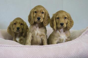Prachtige Raszuivere Engelse Cocker Spaniel pups beschikbaar voor biedingen