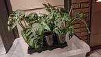 Monstera Adansonii stekken met wortels, Huis en Inrichting, Kamerplanten, Ophalen, Overige soorten, Minder dan 100 cm