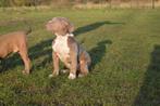 American bully xl reu pup, Parvo, 15 weken tot 1 jaar, Eén hond, Nederland