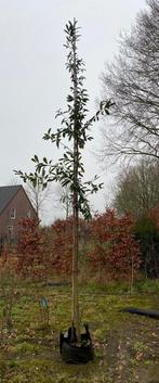 Prunus laurocerasus 'novita' te koop! (Groenblijvend), Bloeit niet, Halfschaduw, Overige soorten, 400 cm of meer